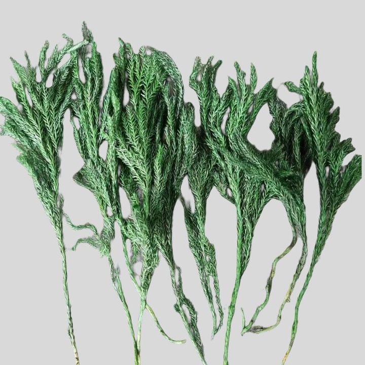 Bimë të thata për prodhimin e sapunit | Lloje dhe pesha të ndryshme | Pine 10g Bimë të thata për prodhimin e sapunit | Lloje dhe pesha të ndryshme | Pine 10g